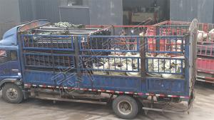 一批PVC煤礦用聚氯乙烯管、囊袋封孔器發(fā)貨山西